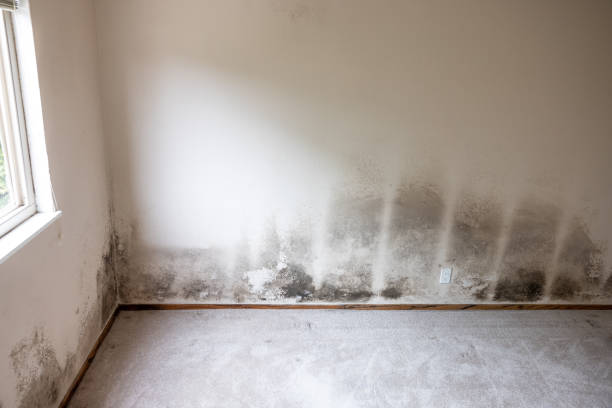 Best Residential Mold Inspection & Testing  in Lackland Af, TX
